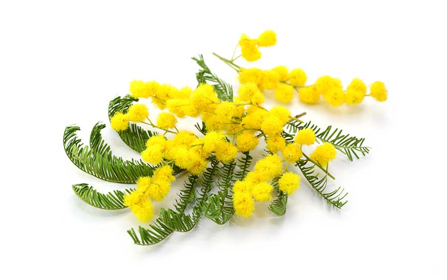 Mimose